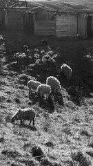 Black and white photography with a small group of sheep walking and eating grass in the forest and the fields surrounded with lush greenery rural environment.
