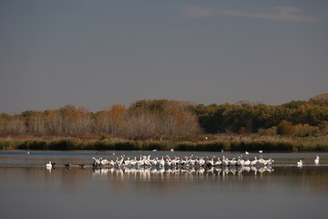 swans on the lake