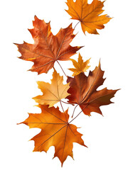 Fototapeta premium A bunch of brown fall colored maple leaves float in the air on a white background.