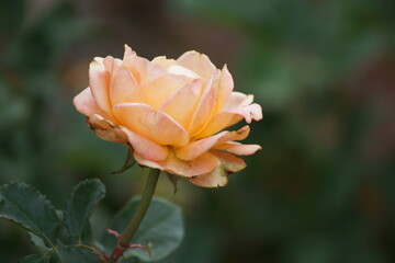 orange rose flower