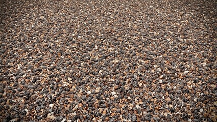 Rustic pine cones strewn on ground varied hues of brown with scattered pine needles
