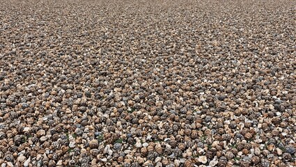 Rustic pine cones strewn on ground varied hues of brown with scattered pine needles