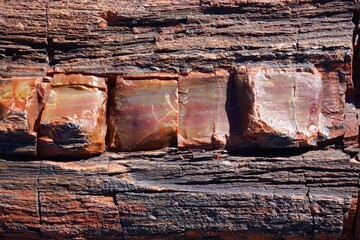 Rocky Texture of Petrified Wood with Hues of Orange, Yellow, and Brown