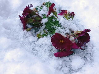 Close up of a red hyacinth in the snow.Spring background . Red hyacinth flower in the snow close up