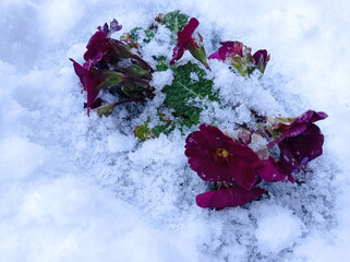 Close up of a red hyacinth in the snow.Spring background . Red hyacinth flower in the snow close up