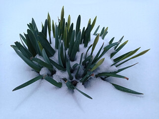Close up of a purple hyacinth in the snow.Spring background . Purple hyacinth flower in the snow close up