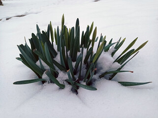 Close up of a purple hyacinth in the snow.Spring background . Purple hyacinth flower in the snow close up