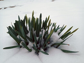 Close up of a purple hyacinth in the snow.Spring background . Purple hyacinth flower in the snow close up