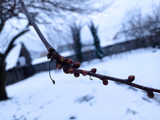 Small leaves in burgeons are growing on thin cherry twig . In winter, cherry shoots against the background of snow . Thin twig of cherry bush in fruit farm.