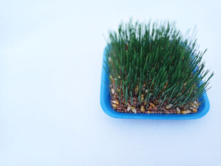Samani on the abdomen . Novruz holiday, Traditional fresh green grass samani - symbol of spring and Novruz .