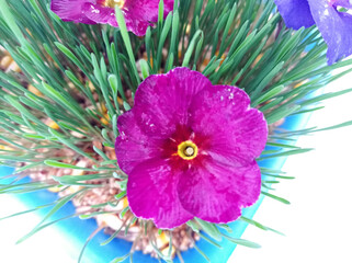 Samani on the abdomen . Novruz holiday, Traditional fresh green grass samani - symbol of spring and Novruz .