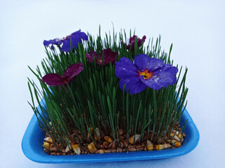 Samani on the abdomen . Novruz holiday, Traditional fresh green grass samani - symbol of spring and Novruz .