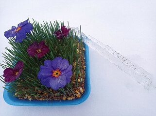 Samani on the abdomen . Novruz holiday, Traditional fresh green grass samani - symbol of spring and Novruz .