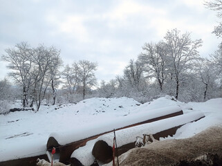 Winter Snow Scene - Tree Covered in White Snow . Snow covered trees during winter . Many trees, stones and roads were covered.
