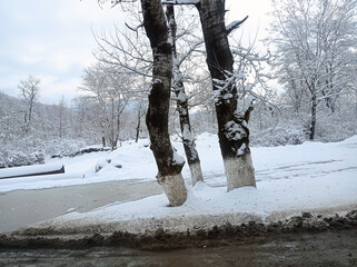 Winter Snow Scene - Tree Covered in White Snow . Snow covered trees during winter . Many trees, stones and roads were covered.