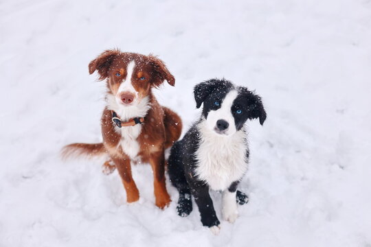 Two dogs are standing in the snow, one is brown and the other is blac