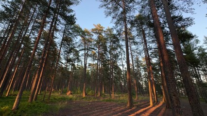 Obraz premium Beautiful panoramic landscape of summer sunny pine forest