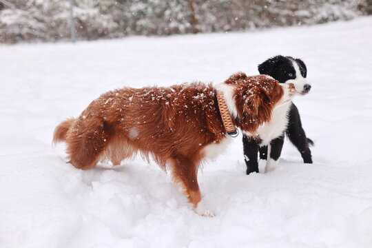 Two dogs are playing in the snow, one is brown and the other is black