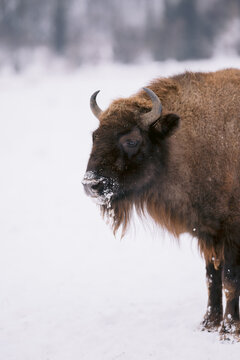 Side profile of a bison in snow-covered environment