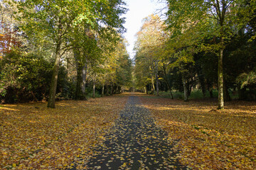 Beautiful autumn landscape of a park in Scotland