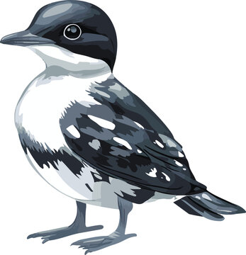 simple vector marbled murrelet clipart