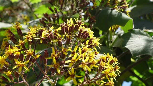 Bees collect nectar and pollen from flower Roldana petasitis yellow flowers is A large sprawling evergreen shrub also known as the velvet groundsel or Californian geranium, 