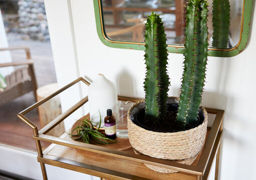 Cactus plant and aromatherapy essential oil