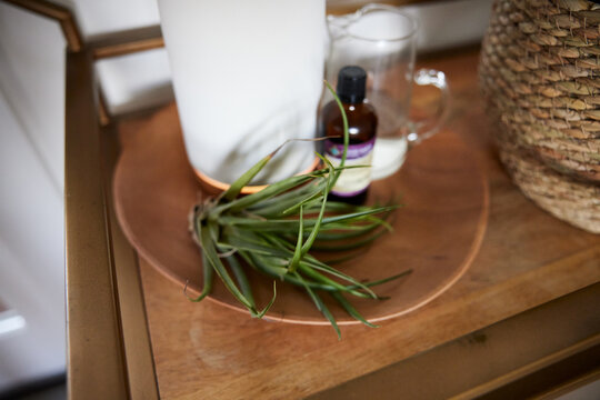 Air plant and aromatherapy essential oil