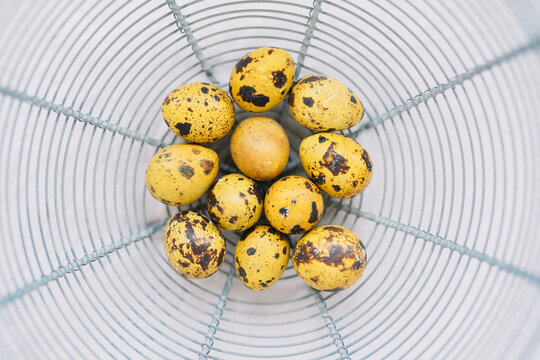 A basket of quail eggs with a wireframe container.