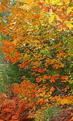 Vine Maple and other deciduous trees in fall red, orange, yellow and green colors