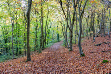 autumn in the woods