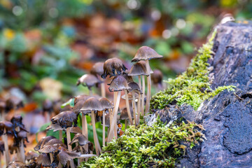 mushrooms in the woods