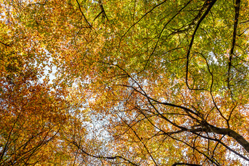 autumn tree canopy