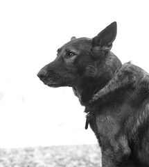 German Shepherd dog and Cane Corso in my Backyard