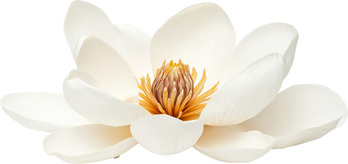 Obraz premium White magnolia flower on transparent background, close-up view. Nature and tranquility concept