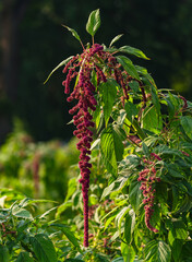 Love Lies Bleeding (Amaranthus caudatus) plant with a deep red or maroon colored cascading flower rope growing in a garden.