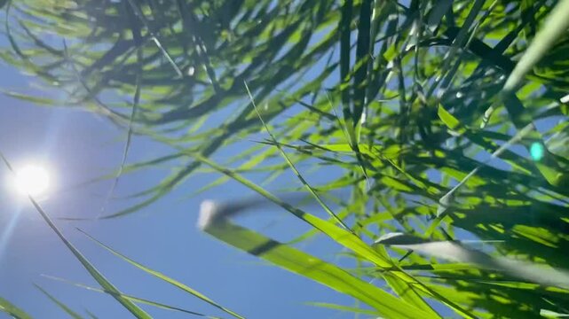 Bright blue sky with clouds seen through green grass moving with the wind