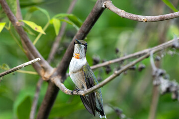 hummingbird on a branch