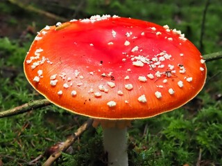 Roter Pilz Fliegenpilz im Deutschen Wald mit unscharfem Hintergrund