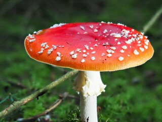 Roter Pilz Fliegenpilz im Deutschen Wald mit unscharfem Hintergrund