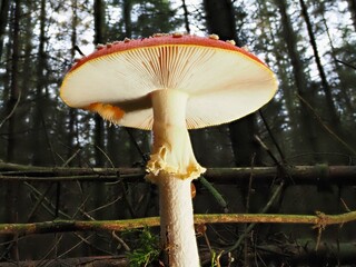 Roter Pilz Fliegenpilz im Deutschen Wald mit unscharfem Hintergrund