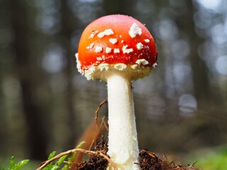 Roter Pilz Fliegenpilz im Deutschen Wald mit unscharfem Hintergrund