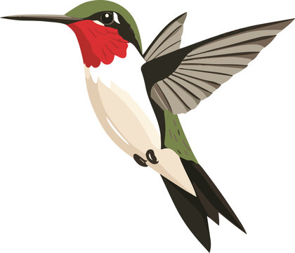 simple vector ruby-throated hummingbird clipart