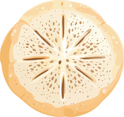 simple vector sand dollar clipart