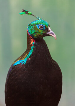Himalayan Monal