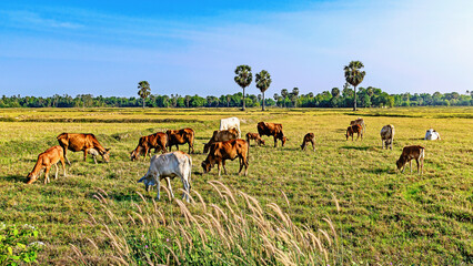 Raising cows in the field, after harvesting rice