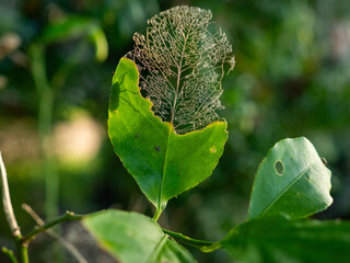 lemon tree leaf eaten 