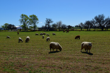 Obraz premium Sheep in rural landscape, La Pampa Province, Patagonia,Argentina