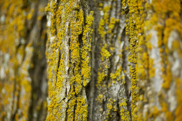 Obraz premium mossy tree bark