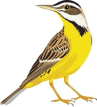 simple vector western meadowlark clipart